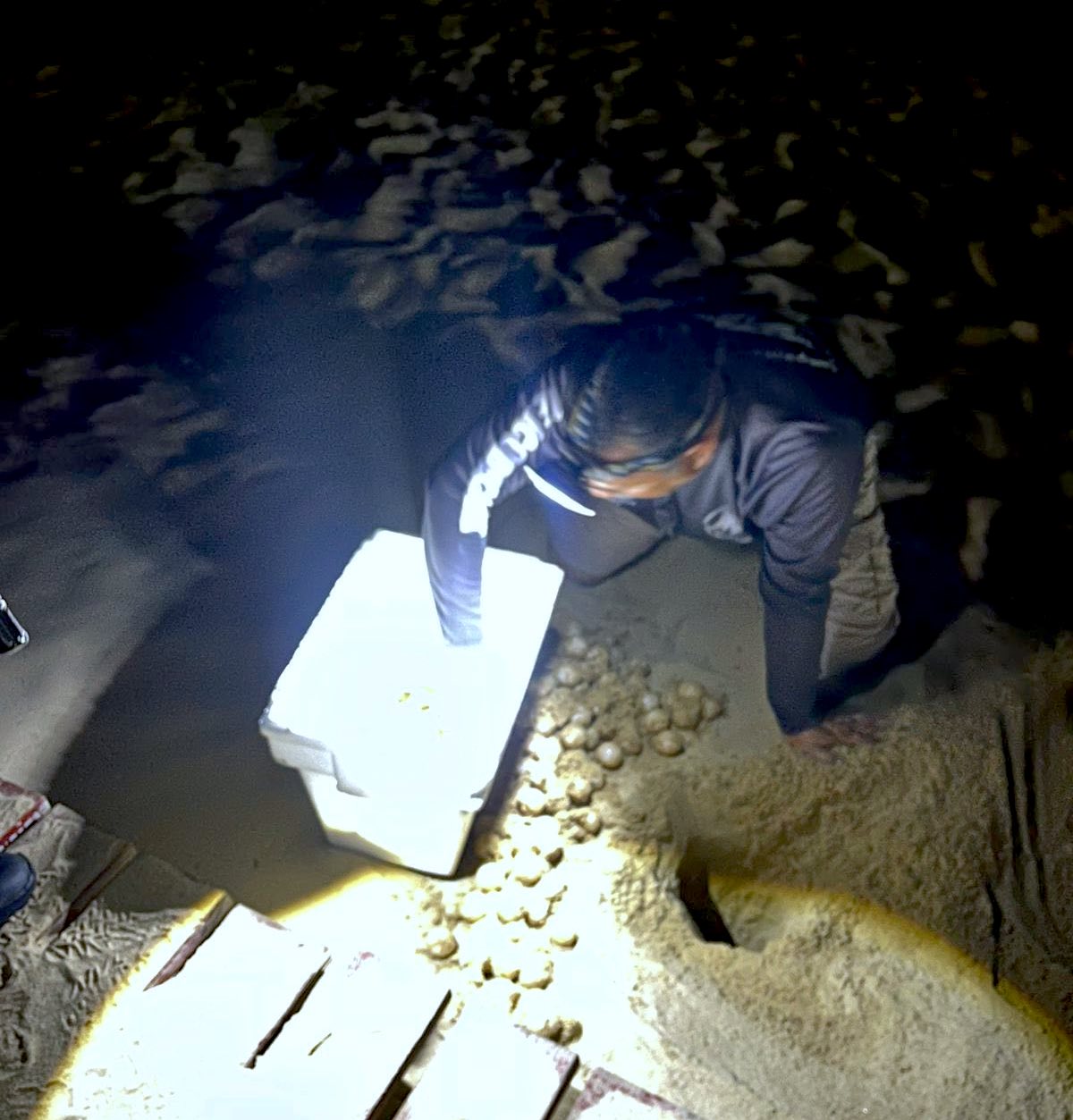 Protegen tortuga marina